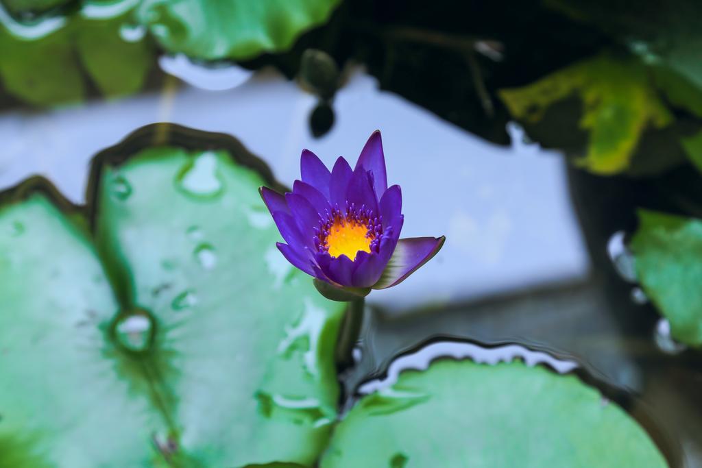 Village Love Homestay Hoi An Bagian luar foto